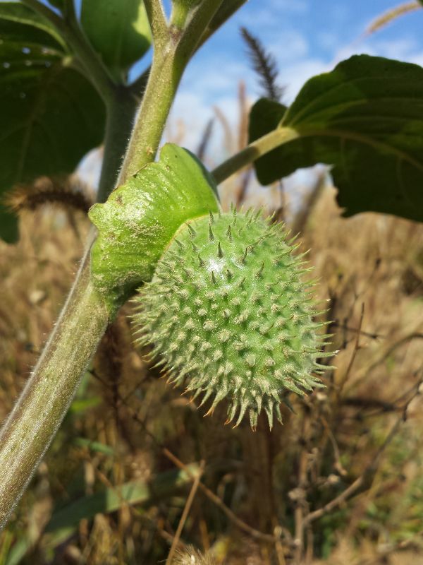 Downy Thorn-Apple (Datura innoxia)