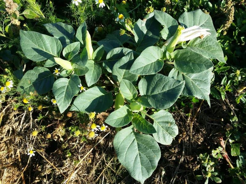 Downy Thorn-Apple (Datura innoxia)