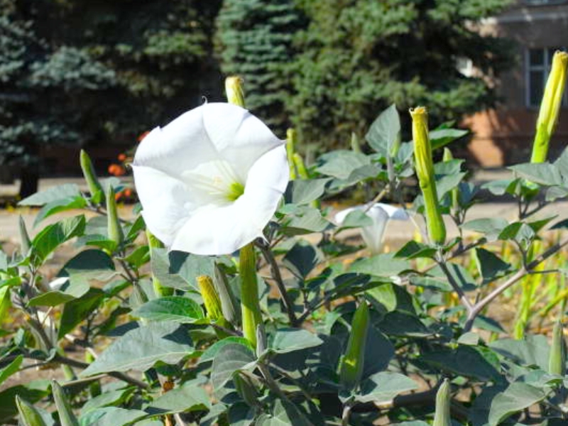 Downy Thorn-Apple (Datura innoxia)