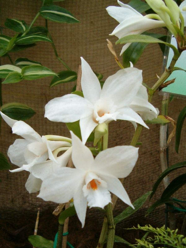 Orchid (Dendrobium)