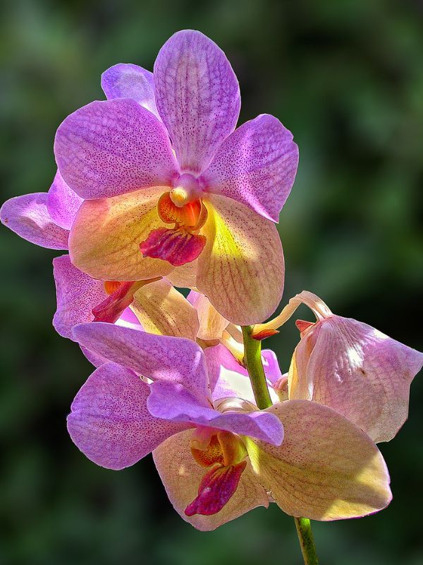 Orchid (Dendrobium)