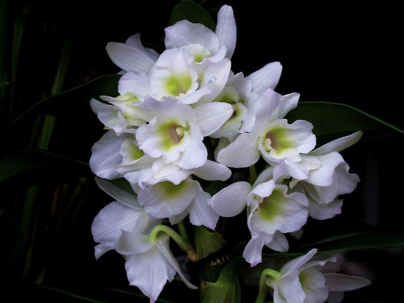 Orchid (Dendrobium)