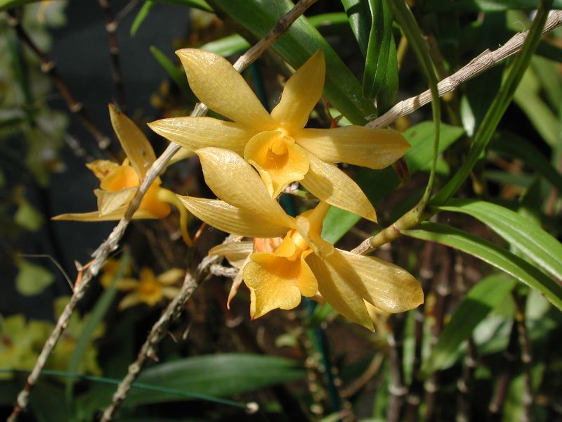 Orchid (Dendrobium)