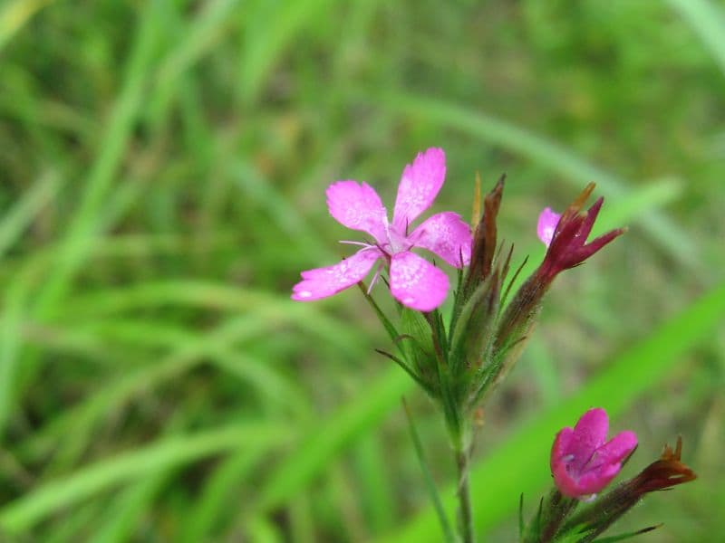 Deptford Pink (Dianthus armeria)