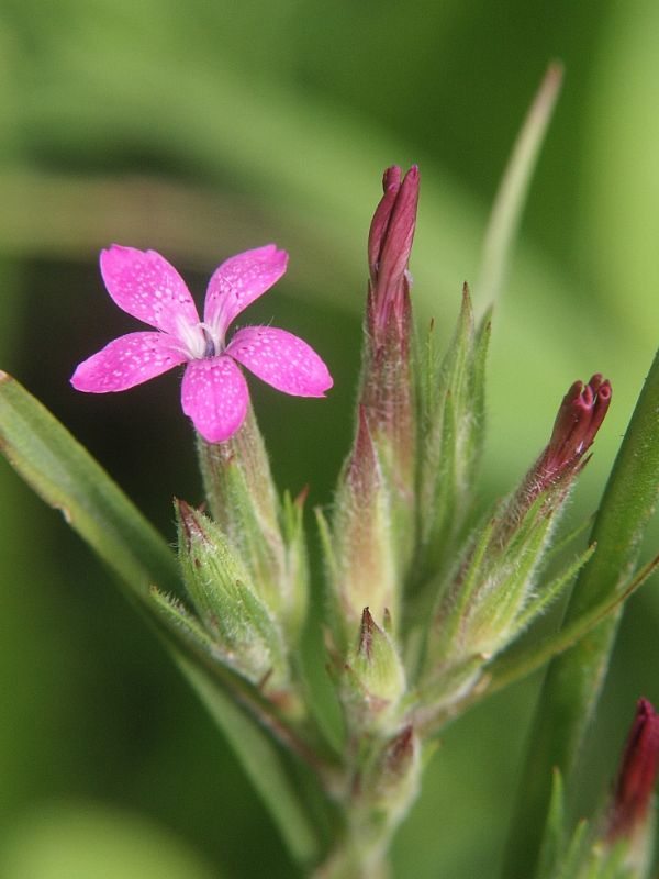 Deptford Pink (Dianthus armeria)