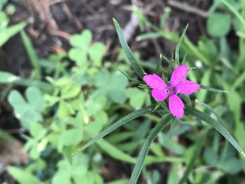 Deptford Pink (Dianthus armeria)