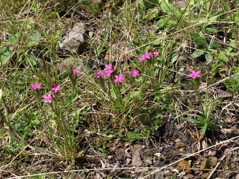 Deptford Pink (Dianthus armeria)