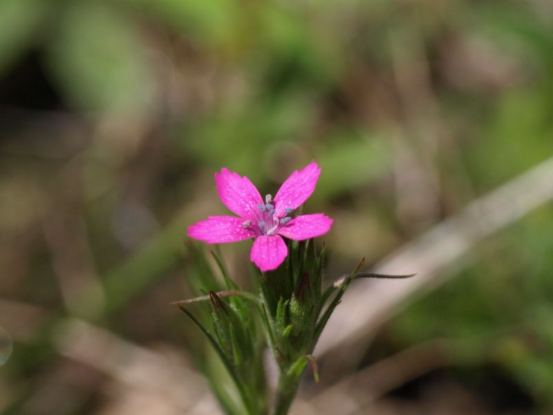 Deptford Pink (Dianthus armeria)