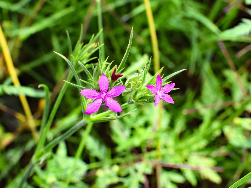 Deptford Pink (Dianthus armeria)