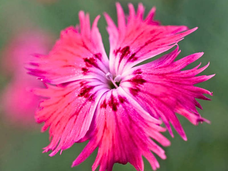 Cheddar Pink (Dianthus gratianopolitanus)