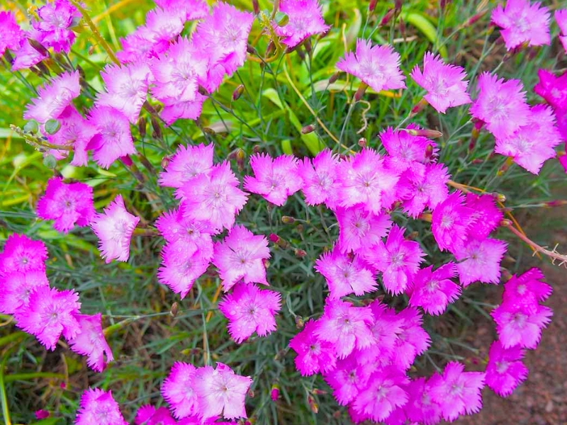 Cheddar Pink (Dianthus gratianopolitanus)