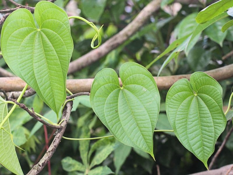 Air Potato (​Dioscorea bulbifera)