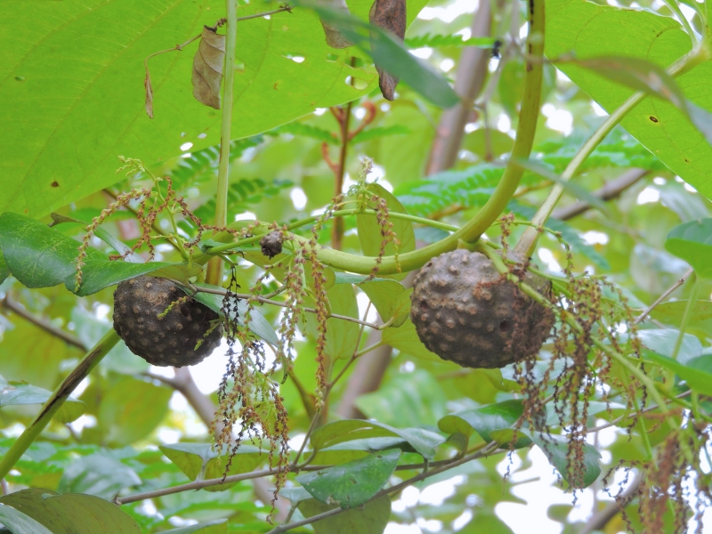 Air Potato (​Dioscorea bulbifera)