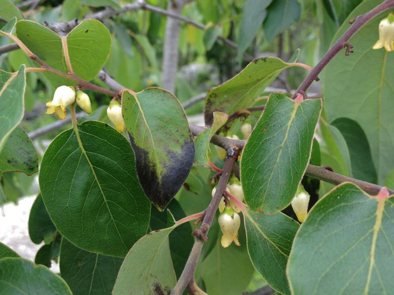 American Persimmon (Diospyros virginiana)