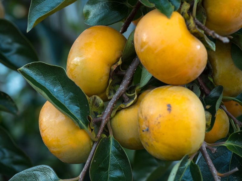 American Persimmon (Diospyros virginiana)