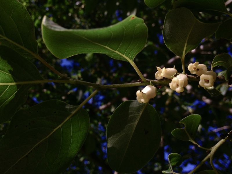 American Persimmon (Diospyros virginiana)