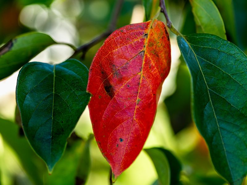 American Persimmon (Diospyros virginiana)