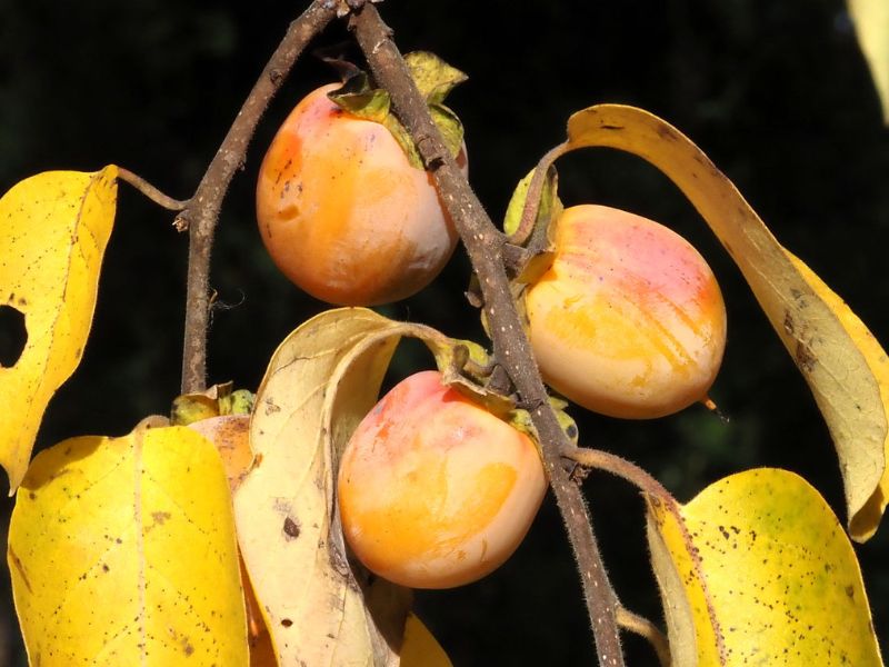 American Persimmon (Diospyros virginiana)