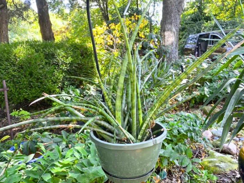 African Spear Plant (Dracaena angolensis)