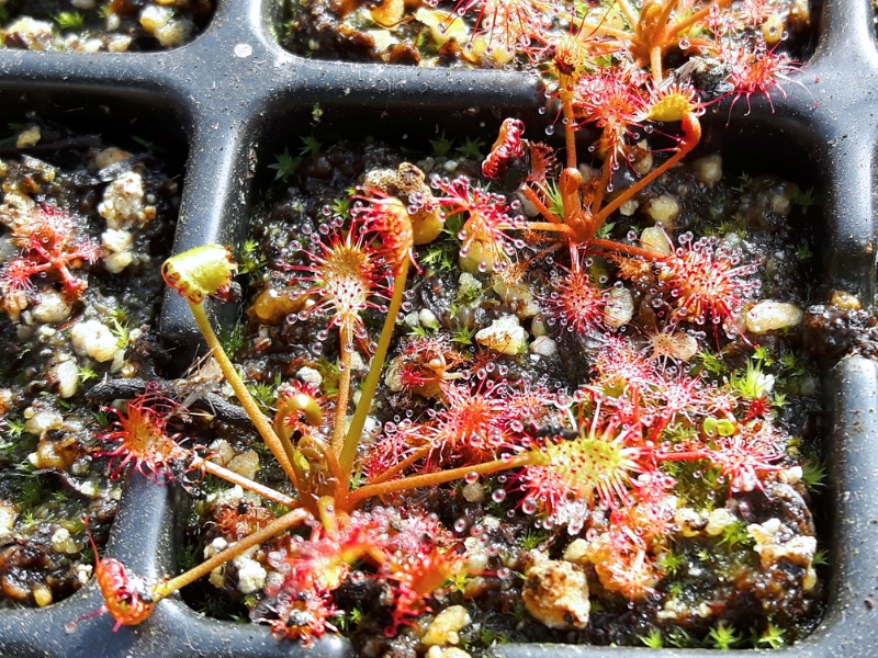 Round-Leaved Sundew (Drosera rotundifolia)