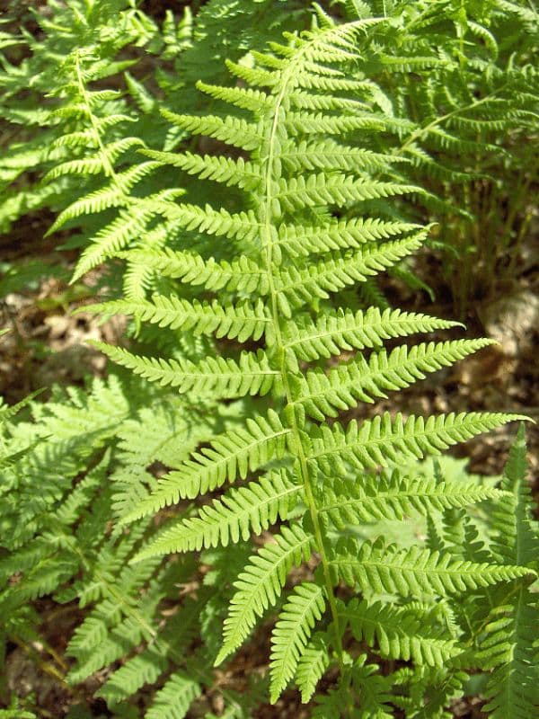 Marginal Woodfern (Dryopteris marginalis)