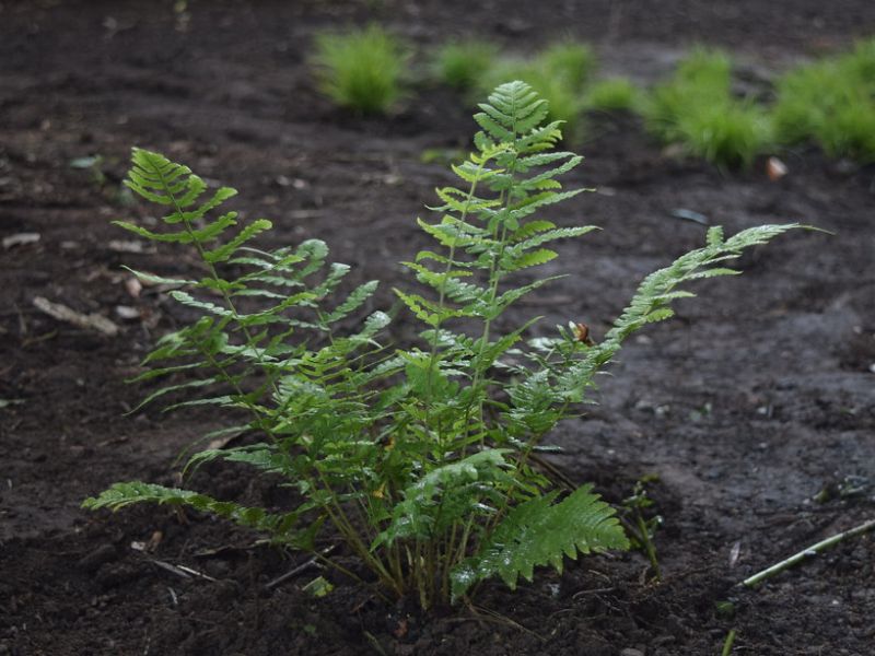 Marginal Woodfern (Dryopteris marginalis)