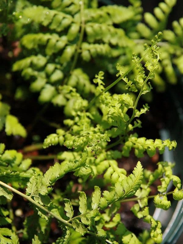 Marginal Woodfern (Dryopteris marginalis)