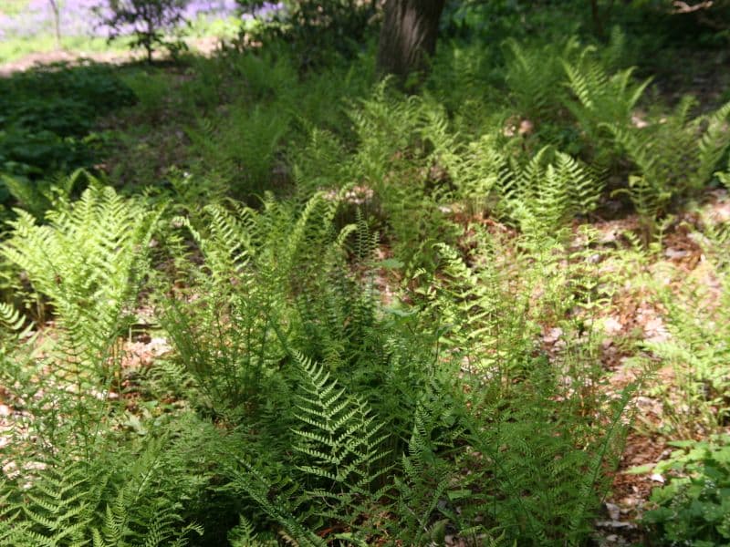 Marginal Woodfern (Dryopteris marginalis)