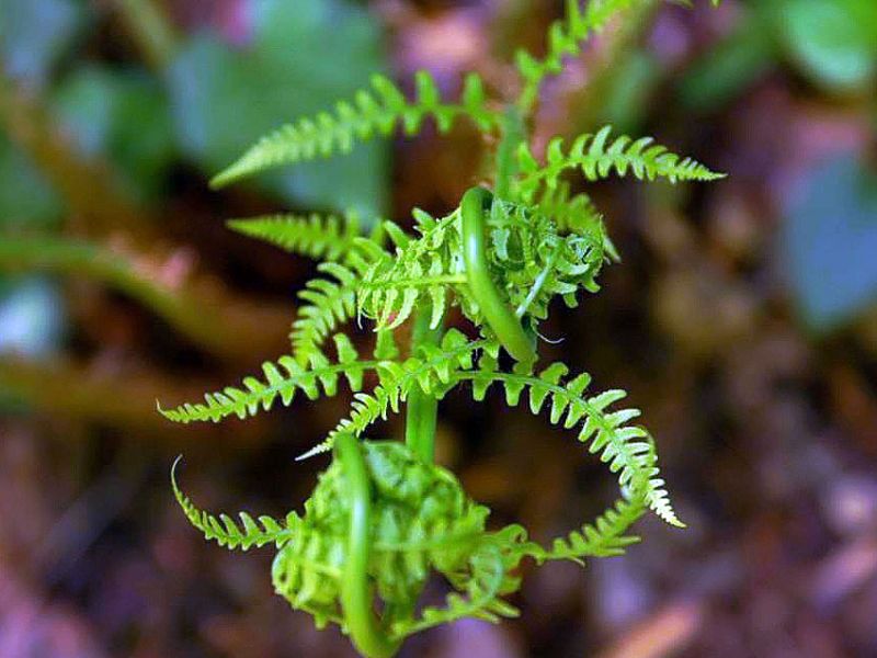 Marginal Woodfern (Dryopteris marginalis)