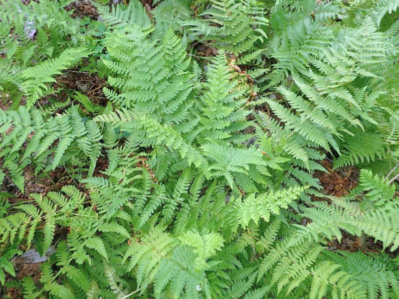 Marginal Woodfern (Dryopteris marginalis)