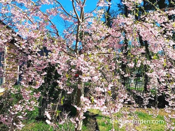 Dwarf Weeping Cherry Trees