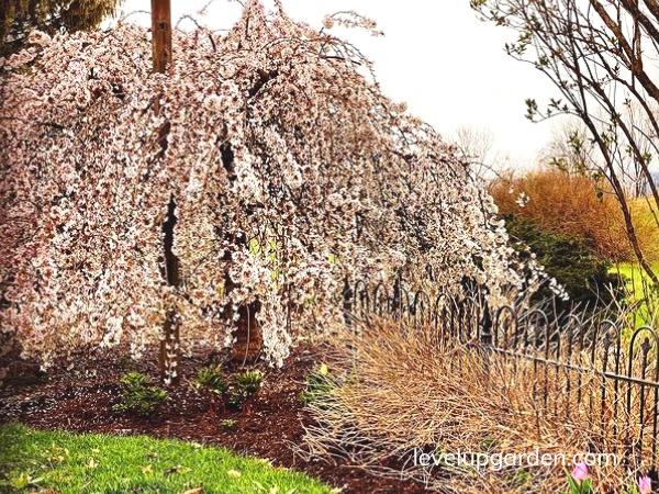 Dwarf Weeping Cherry Trees