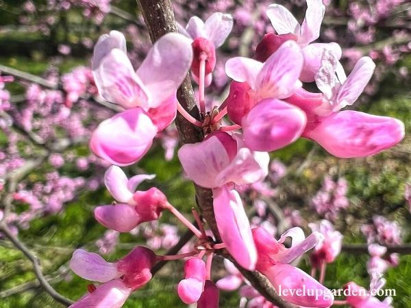 Eastern Redbud (Cercis canadensis)