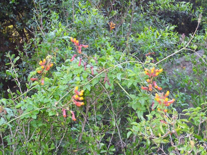 Chilean Glory Flower (Eccremocarpus scaber)