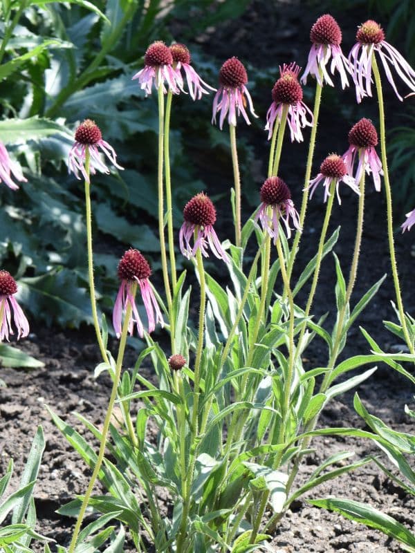 Narrow Leaf Purple Coneflower (Echinacea angustifolia)