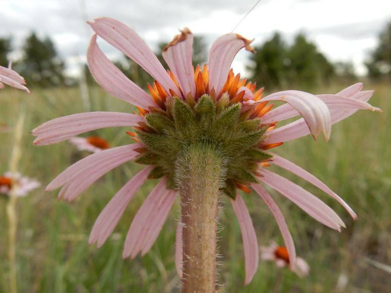 Narrow Leaf Purple Coneflower (Echinacea angustifolia)