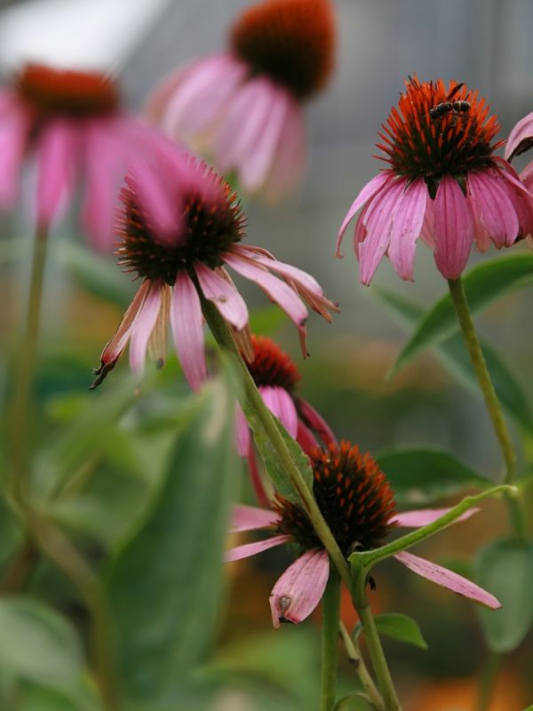 Narrow Leaf Purple Coneflower (Echinacea angustifolia)