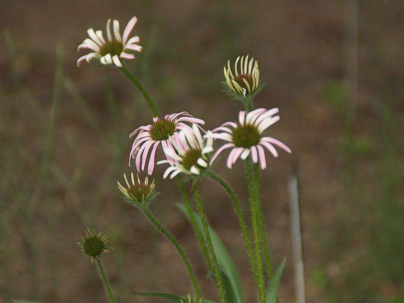 Narrow Leaf Purple Coneflower (Echinacea angustifolia)