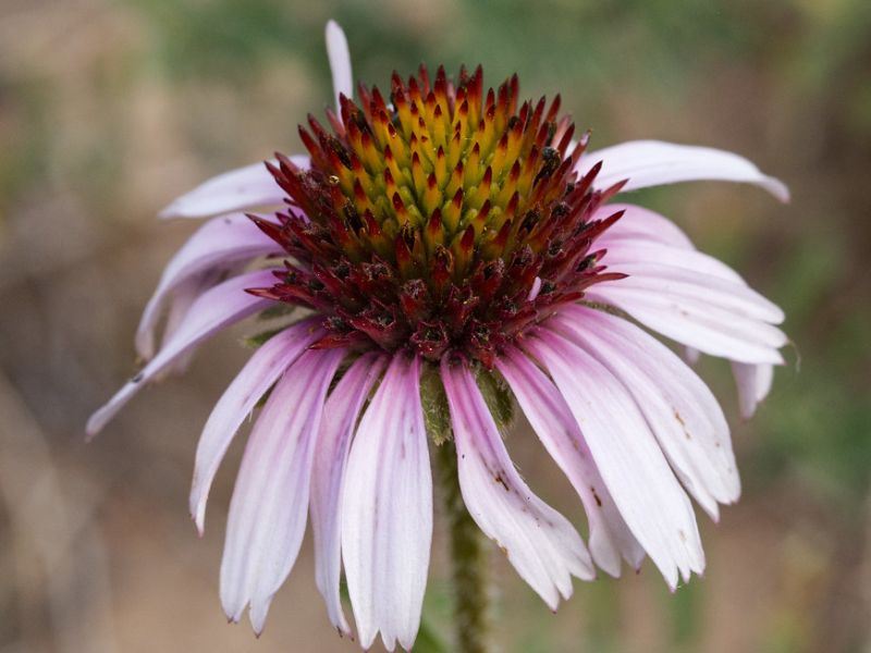 Narrow Leaf Purple Coneflower (Echinacea angustifolia)