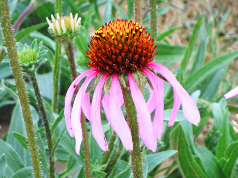 Narrow Leaf Purple Coneflower (Echinacea angustifolia)