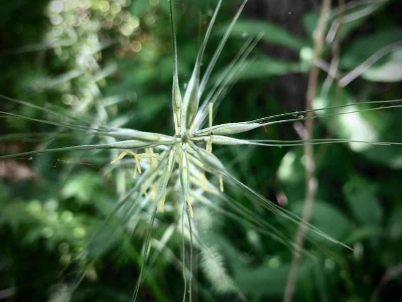 Bottlebrush Grass (Elymus hystrix)