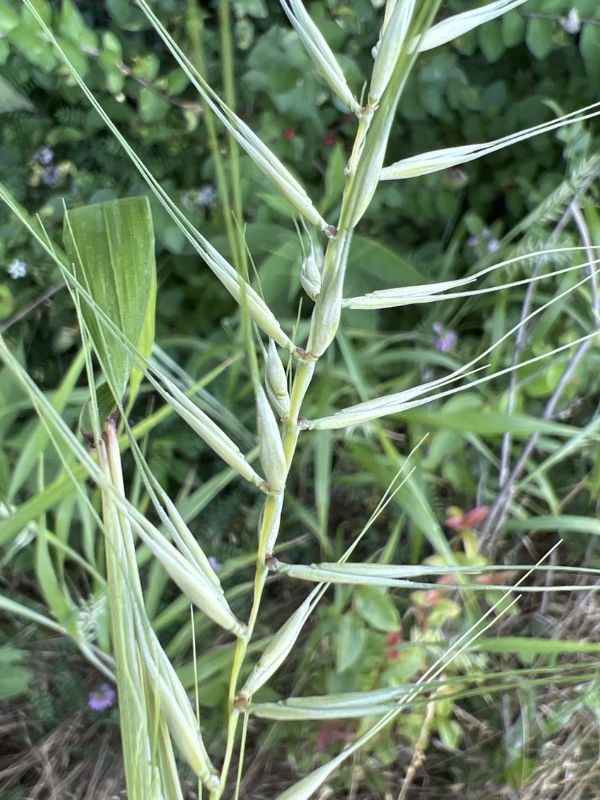 Bottlebrush Grass (Elymus hystrix)