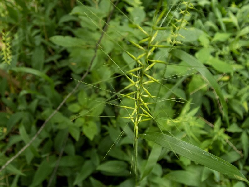 Bottlebrush Grass (Elymus hystrix)