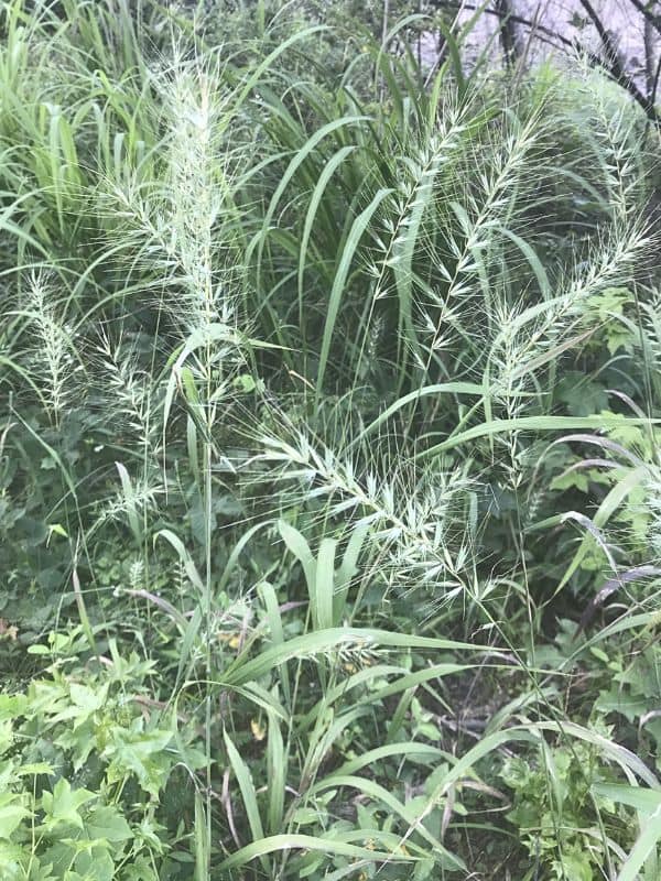 Bottlebrush Grass (Elymus hystrix)