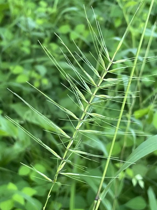 Bottlebrush Grass (elymus Hystrix) - Level Up Garden