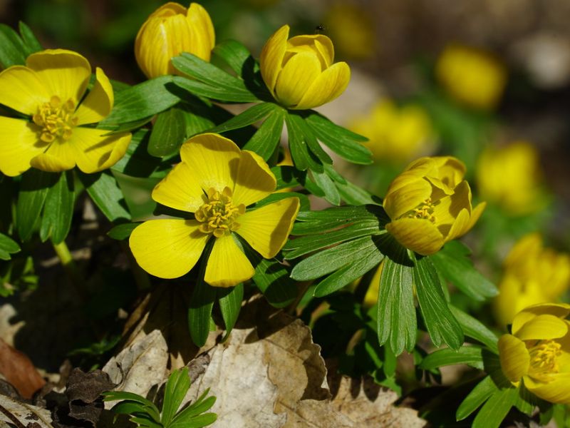 Winter Aconite (Eranthis hyemalis)