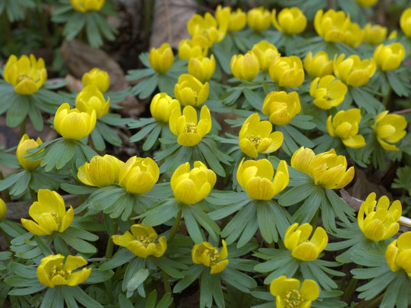 Winter Aconite (Eranthis hyemalis)