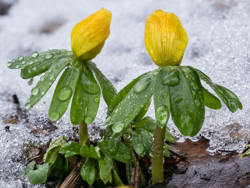 Winter Aconite (Eranthis hyemalis)