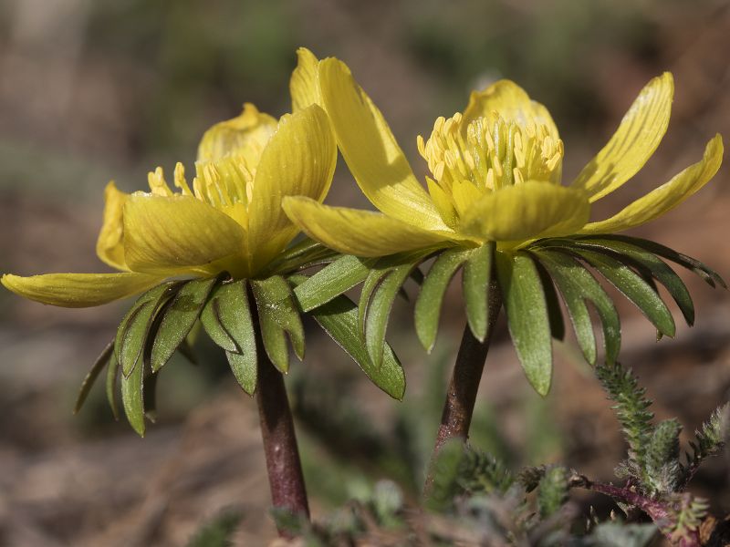 Winter Aconite (Eranthis hyemalis)