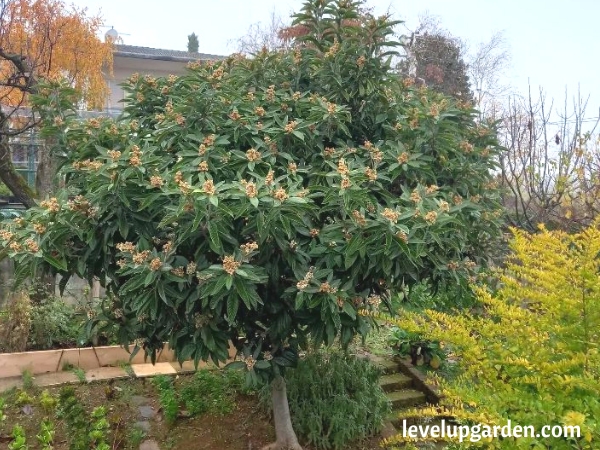 Loquat 'Japanese Plum' Tree (Eriobotrya japonica)